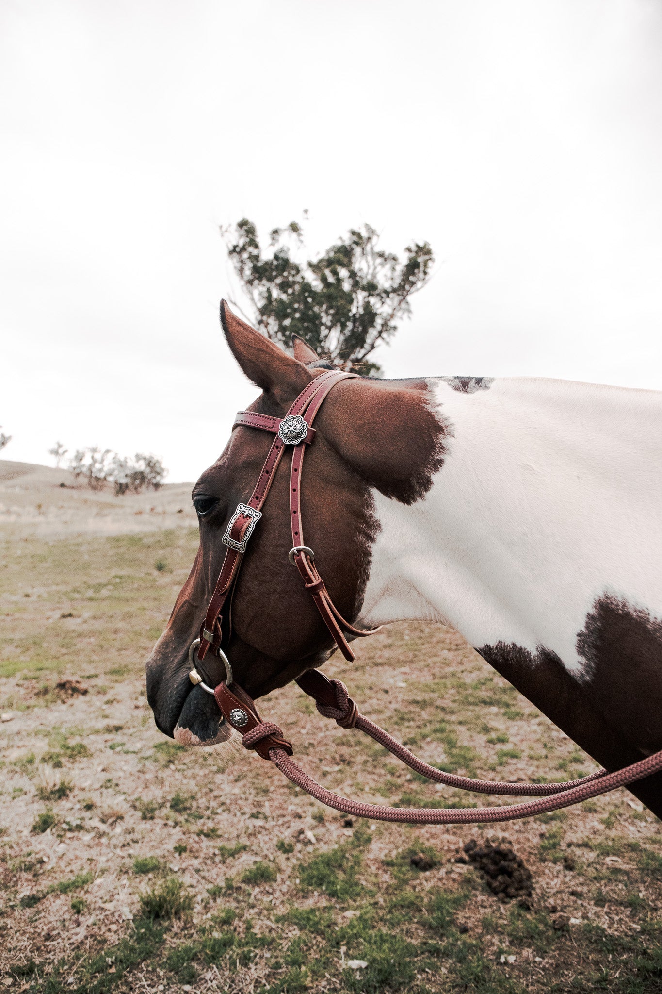 Hand made quick change leather bridle with Jeremiah Watt buckles