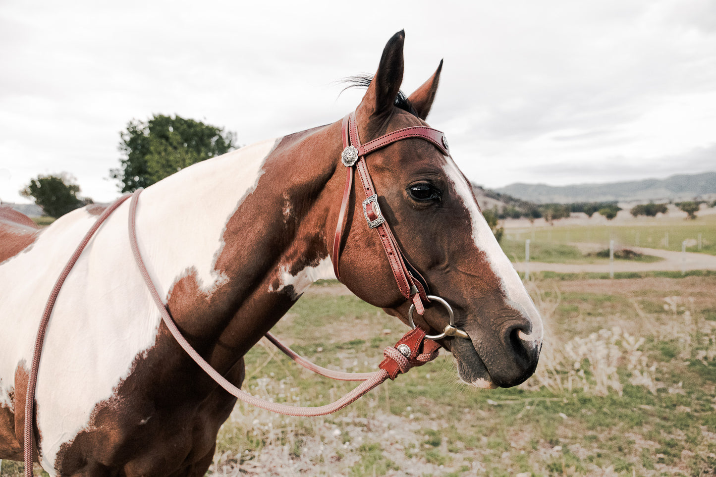 Hand made quick change leather bridle with Jeremiah Watt buckles