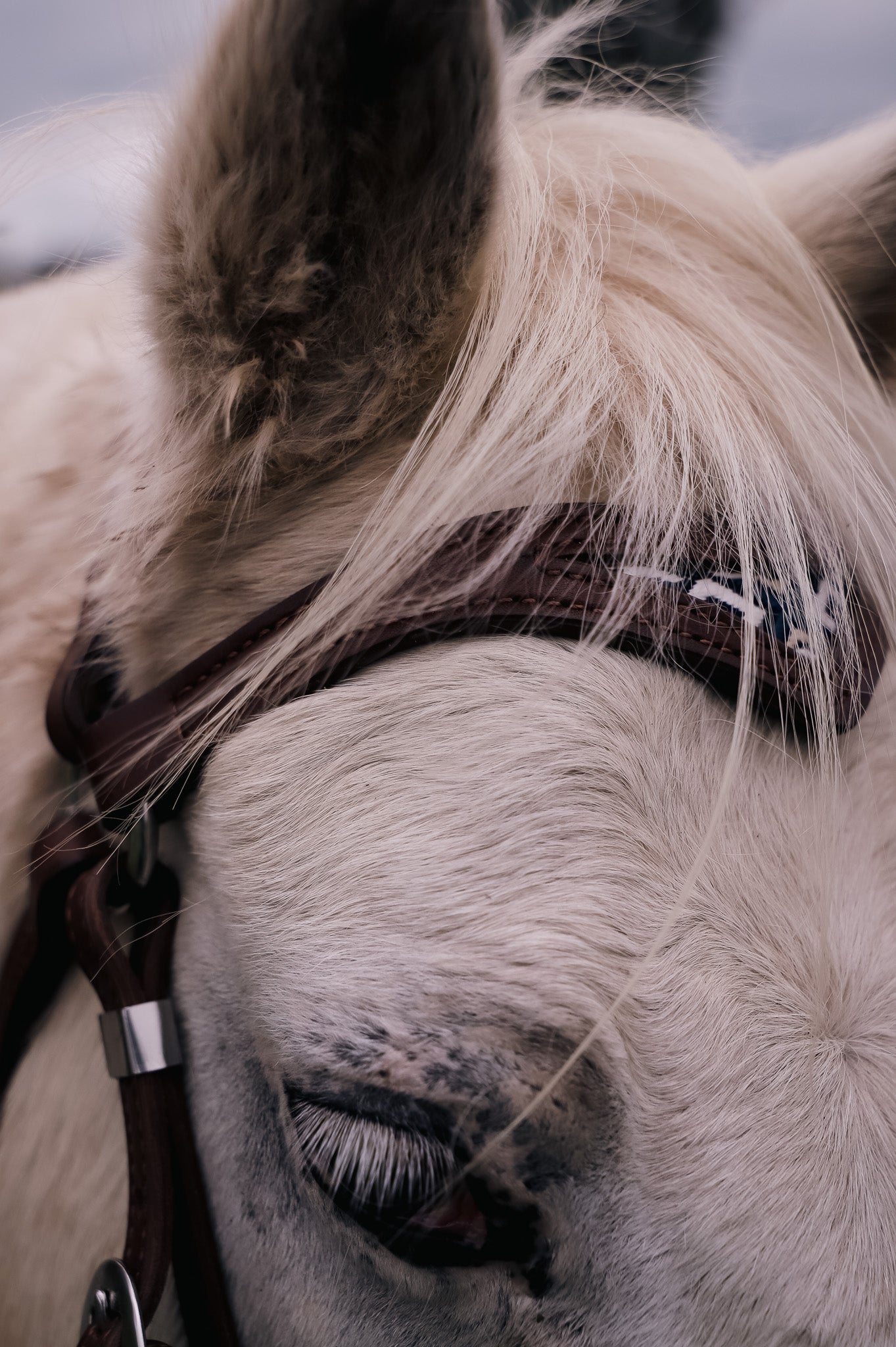 Handmade leather cob-full barcoo bridle with inlay browband (choice of hide, webbing, floral embossed or coloured leathers)