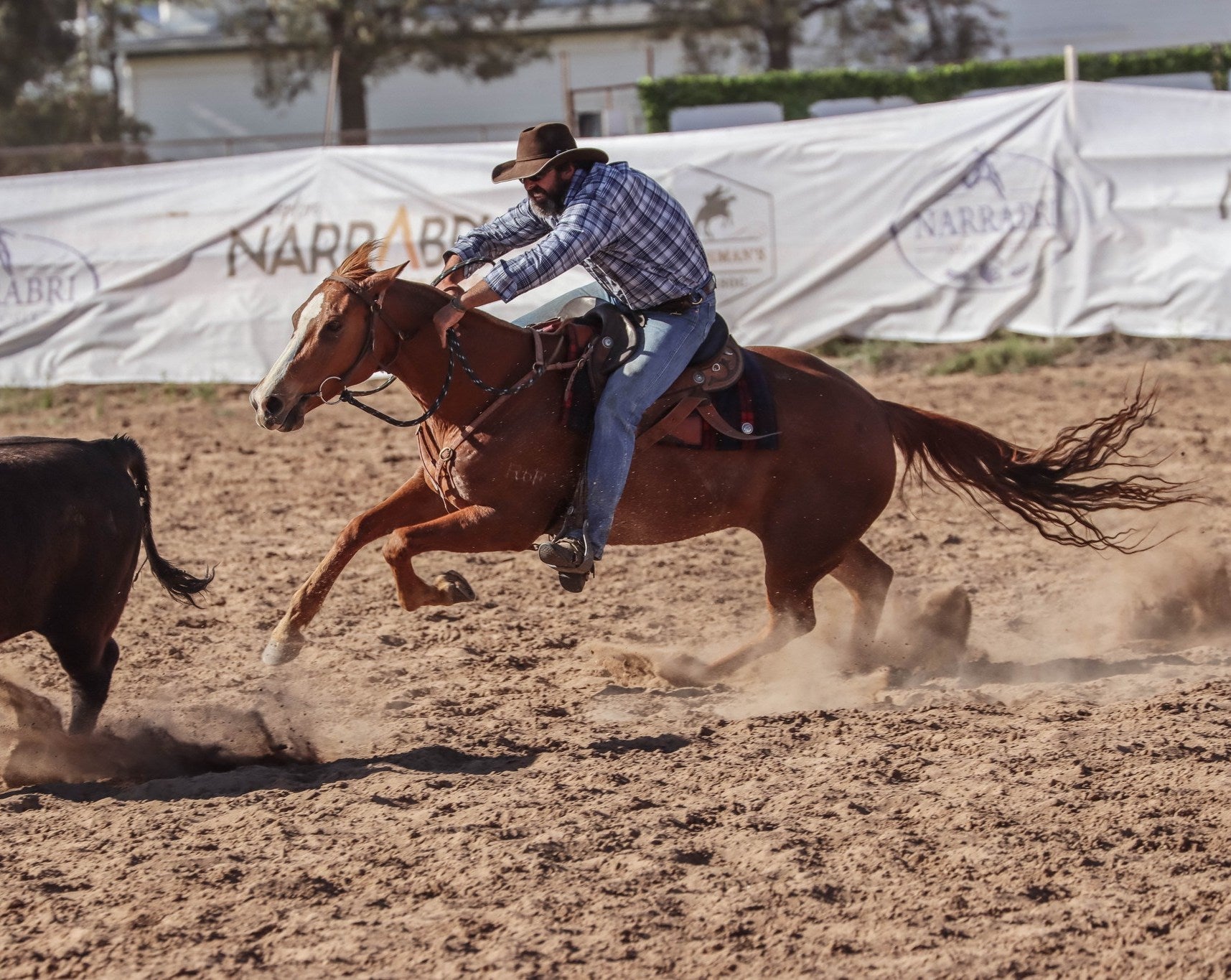 WORK SERIES PADS AND BRIDLES