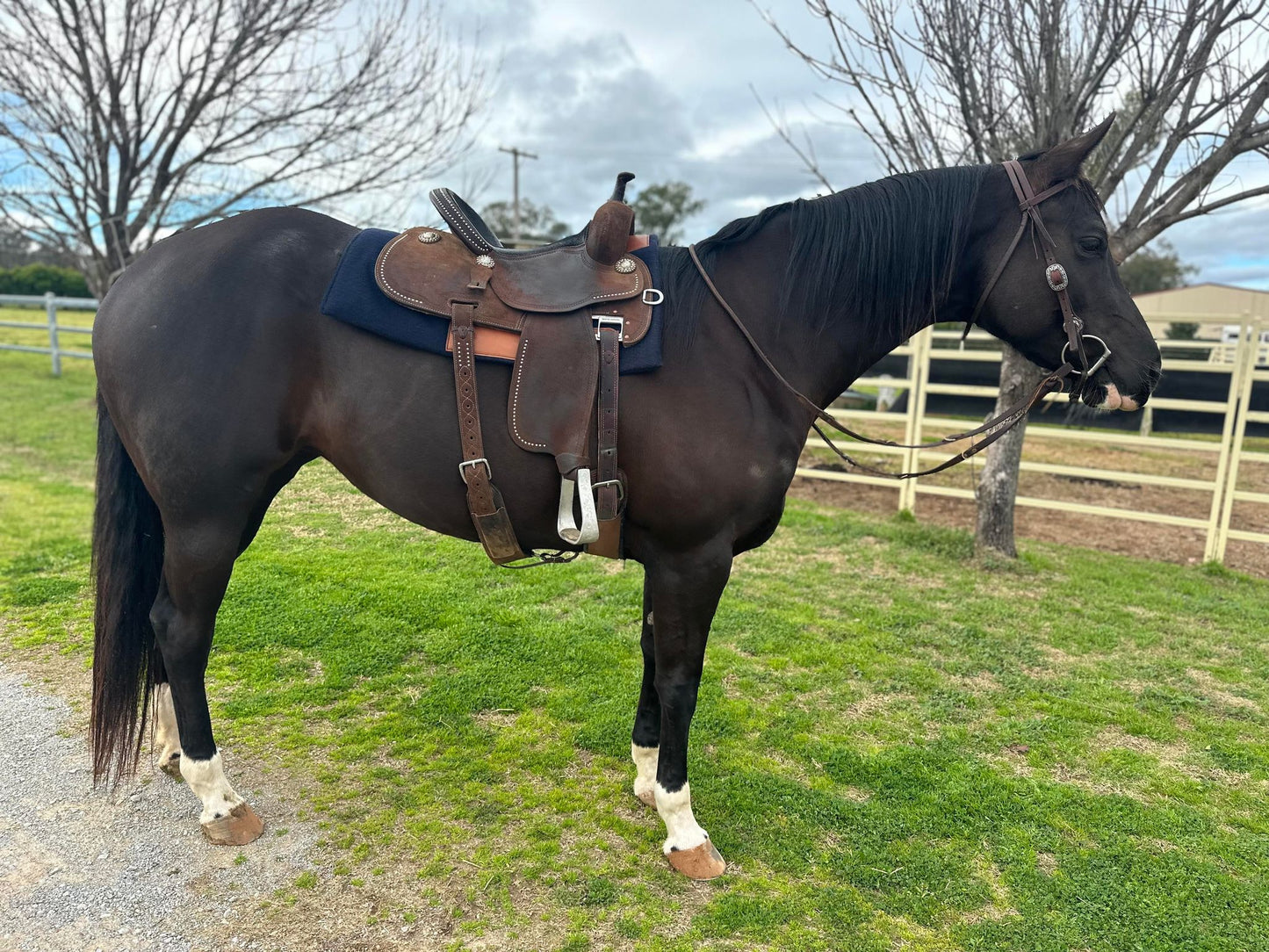 'THE CAMPDRAFTER - THICK' - Handmade saddle pad in your choice of colour - compresses to 18-19mm thick approx