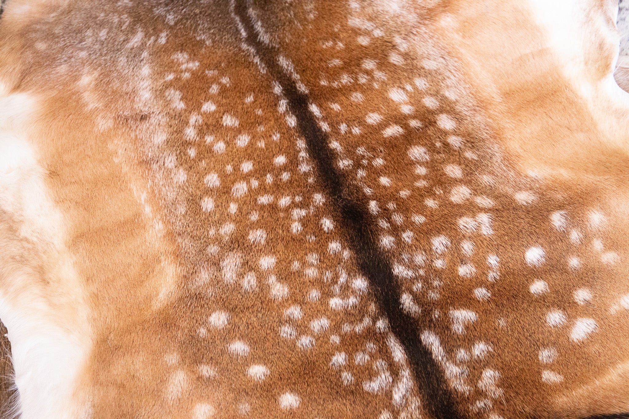 Exotic Hide Pre-Order Saddle pads