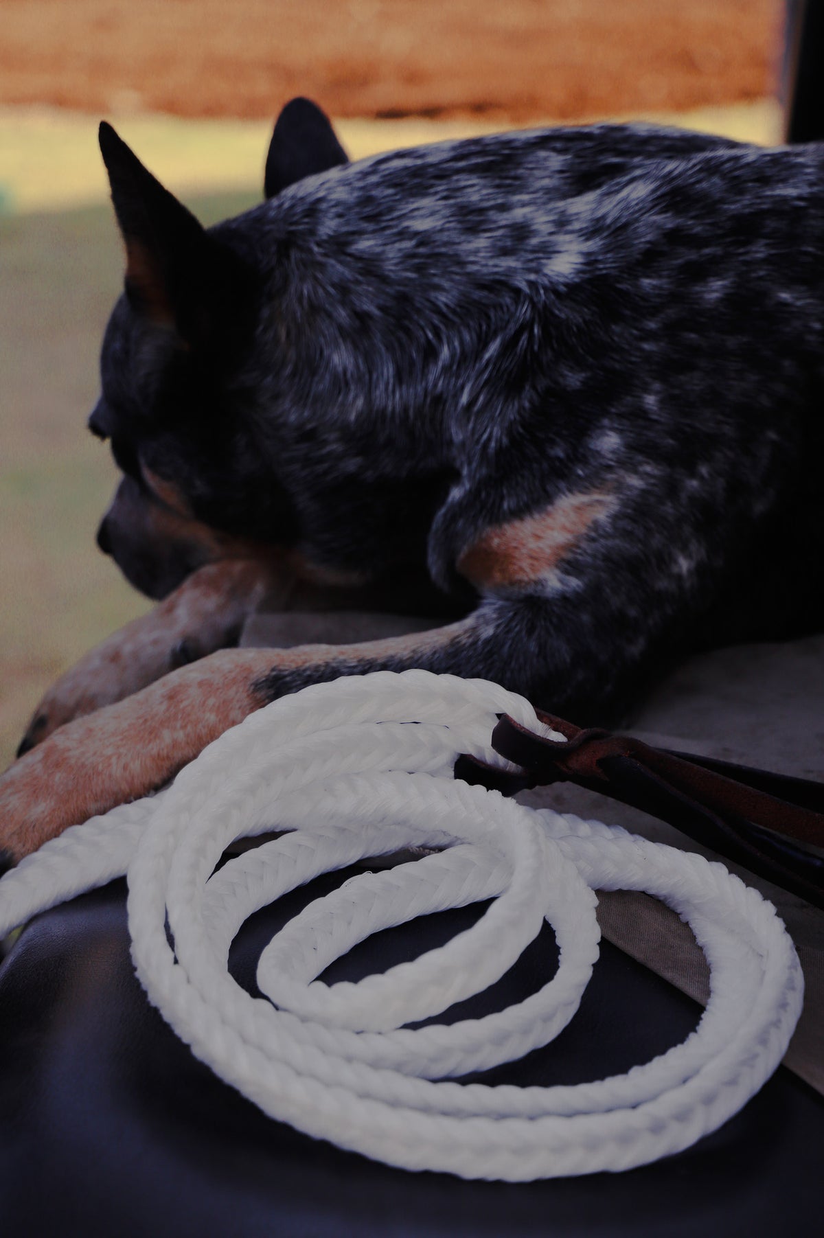 6 strand plaited rope reins