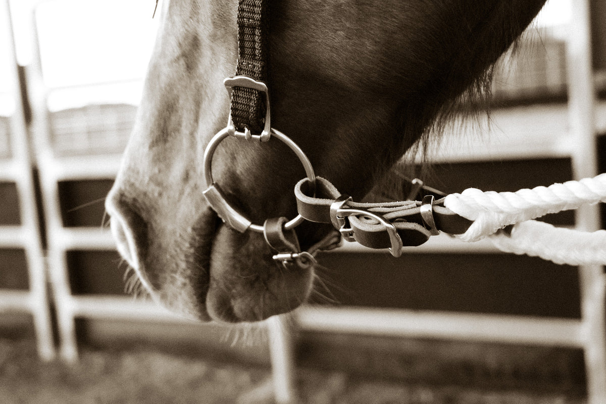 6 strand plaited rope reins