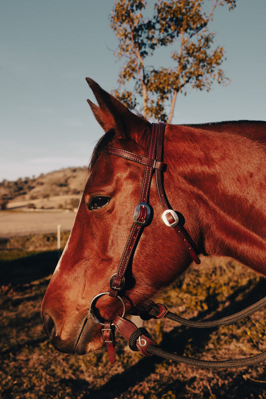 Work series handmade latigo leather bridle with quick change buckles