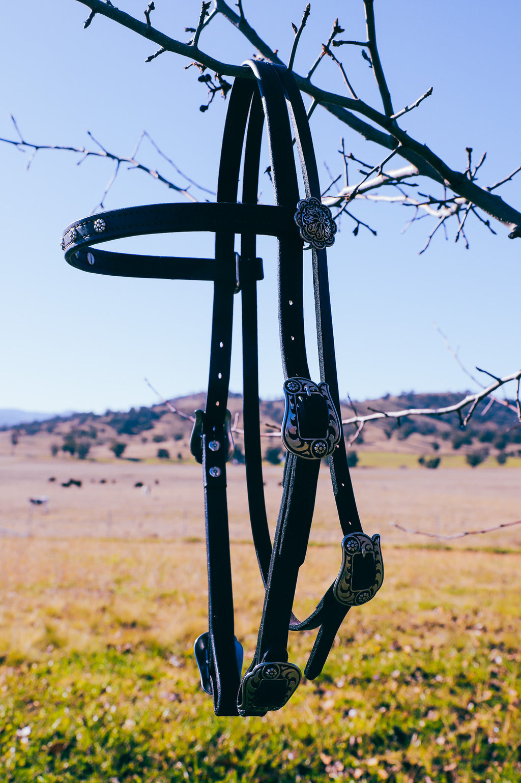 Handmade leather bridle with Jeremiah Watt buckles, quick change, and feature browband