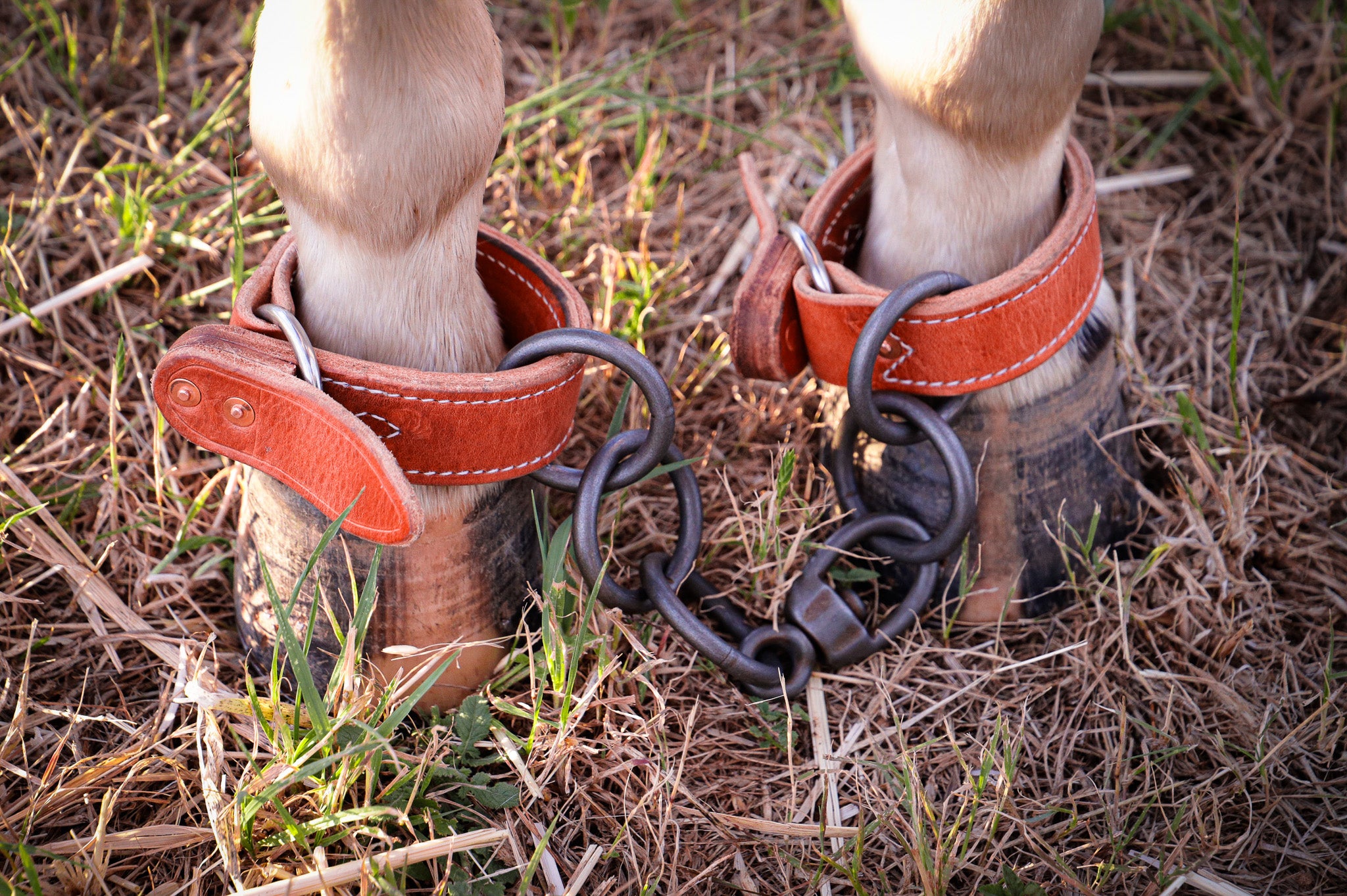 Quick release hobbles