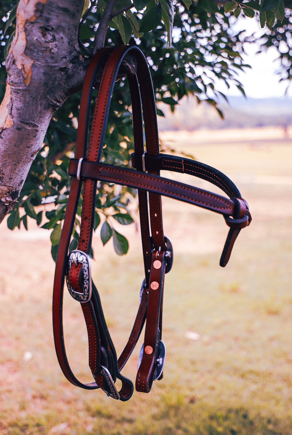Futurity bridle